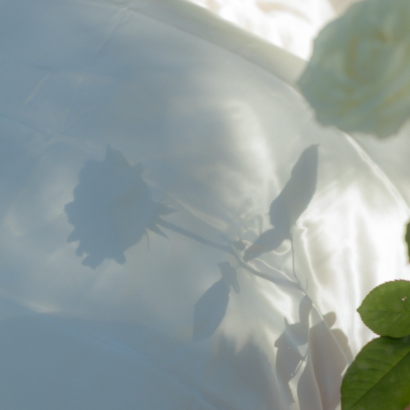 Organic Silk Pillowcase in White
